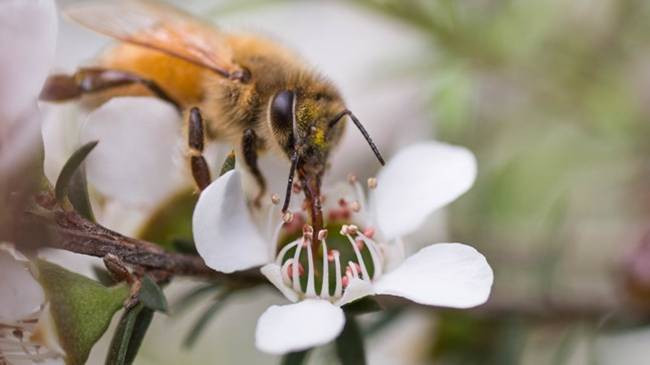 Ông John Rawcliffe, Hiệp hội mật ong Manuka cho hay, hoa manuka hiếm và chỉ nở trong 12 ngày. Ông John Rawcliffe, Hiệp hội mật ong Manuka cho hay, hoa manuka hiếm và chỉ nở trong 12 ngày.
