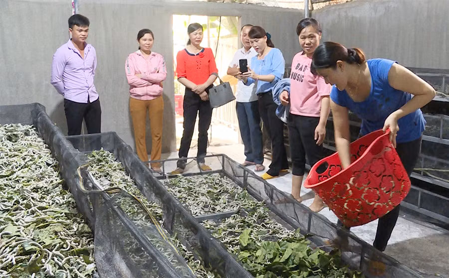  Hội viên nông dân tham quan mô hình trồng dâu nuôi tằm của gia đình ông Phan Văn Định (thị trấn Ia Ly, huyện Chư Pah). Ảnh: L.H
