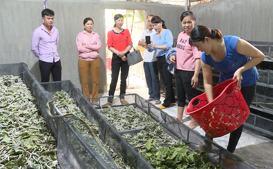 Hội viên nông dân tham quan mô hình trồng dâu nuôi tằm của gia đình ông Phan Văn Định (thị trấn Ia Ly, huyện Chư Pah). Ảnh: L.H