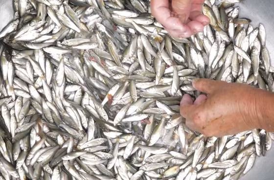  Tại An Giang, cá linh non đầu mùa bán thương lái giá 50.000 đồng/kg, số còn lại bán làm mồi cho cá lóc bông