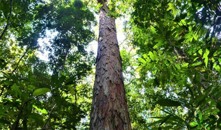 Cây Dinizia excelsa cao 88 m trong rừng Amazon. Ảnh: AFP. Cây Dinizia excelsa cao 88 m trong rừng Amazon. Ảnh: AFP.