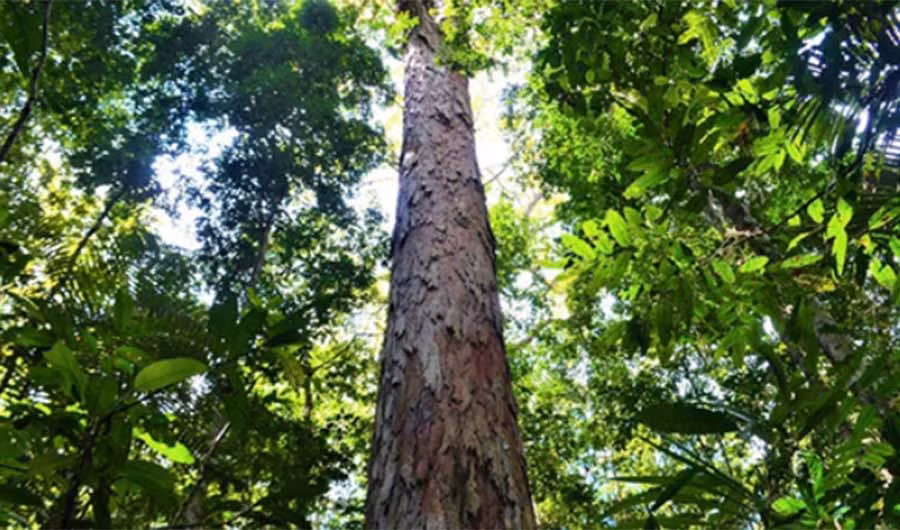 Cây Dinizia excelsa cao 88 m trong rừng Amazon. Ảnh: AFP. Cây Dinizia excelsa cao 88 m trong rừng Amazon. Ảnh: AFP.
