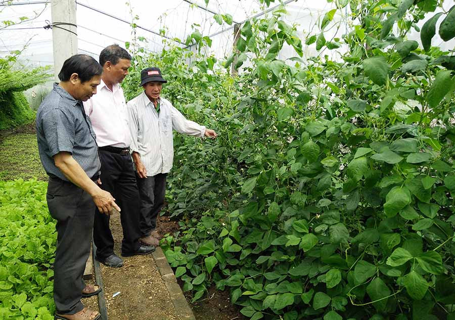  Nhiều hộ trồng rau sạch cho thu nhập cao. Ảnh: T.Đ