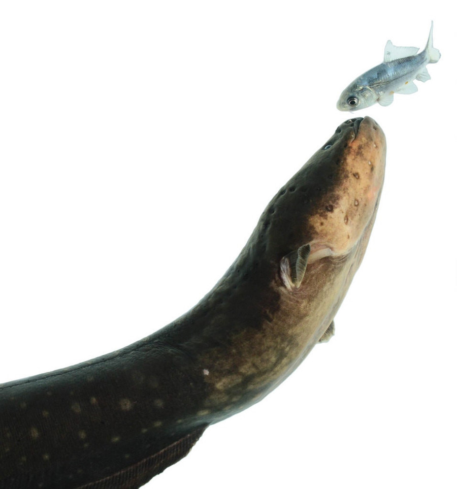 Lươn điện, hay cá chình điện, là loài cá duy nhất dùng khả năng phóng ra dòng điện sinh học để tự vệ và săn mồi. Ảnh: Kenneth Catania.