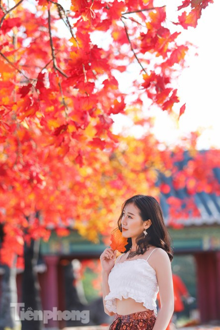 Để có hàng cây phong lá đỏ độc đạo này, 10 người thợ làm việc liên tục 3 tháng mới có thể hoàn thành vào đúng dịp đầu mùa thu Hà Nội.