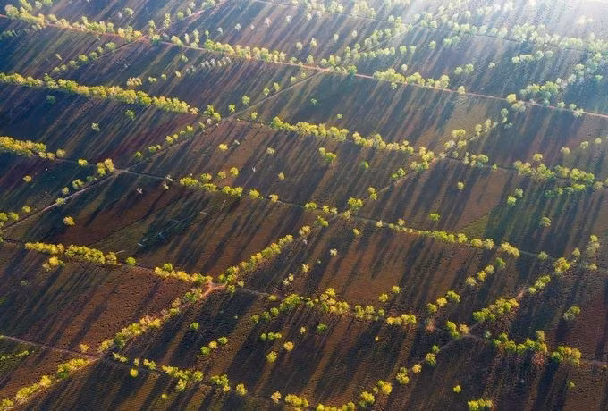 Nắng sớm trên đồi chè ở Pleiku, Gia Lai.