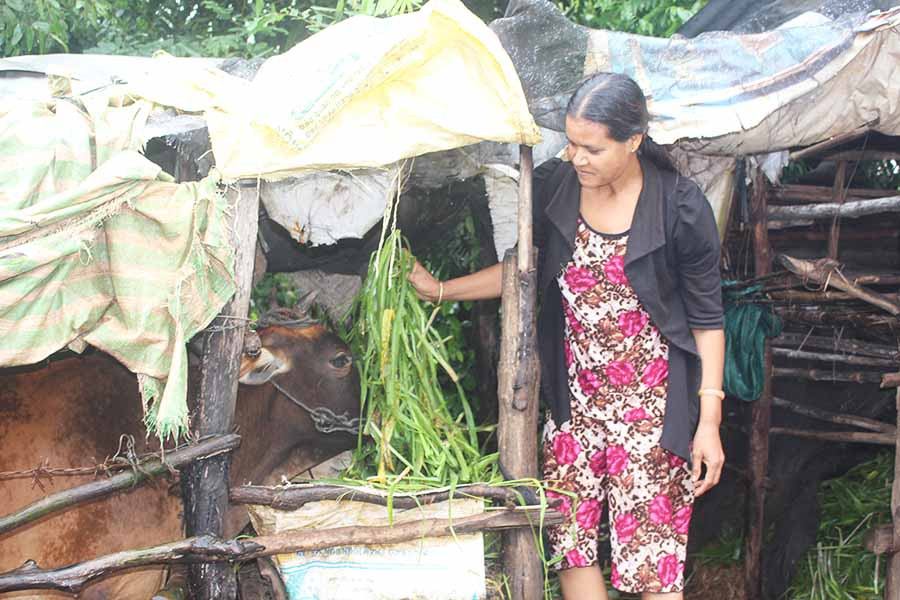  Chị Siu H'Brăm (làng Djriêk, thị trấn Nhơn Hòa, huyện Chư Pưh) chăm sóc con bò của gia đình. Ảnh: B.L