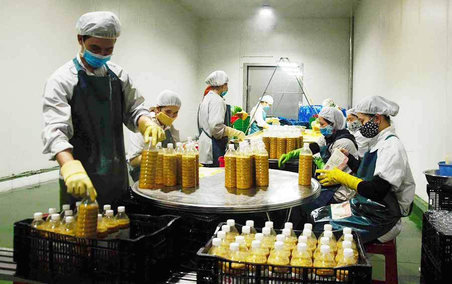 Công nhân lựa chọn sản phẩm nước chanh dây cô đặc. Ảnh: Đ.G.N