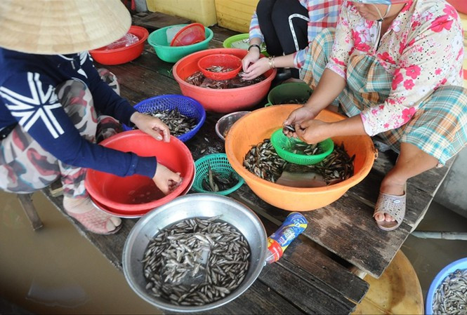 Cá linh - đặc sản mùa nước nổi miền Tây Ảnh: C.K  Cá linh - đặc sản mùa nước nổi miền Tây Ảnh: C.K