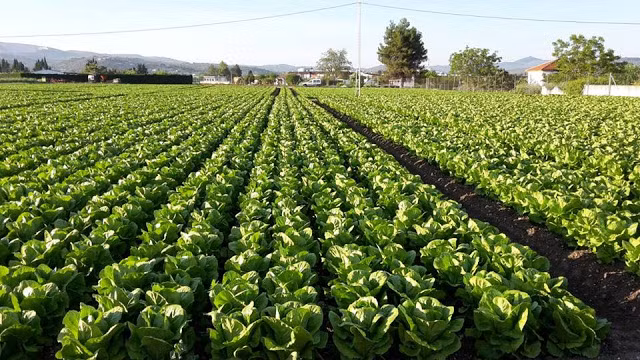 Việt Nam có tiêu chuẩn an toàn nông sản của mình, gọi tắt là VietGAP. (ảnh internet)