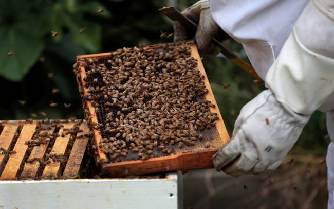 Theo các nghiên cứu, loại mật ong này có tính kháng khuẩn cao, nhiều dưỡng chất tốt cho sức khỏe. Trong mật ong Manuka chứa Hydrogen Peroxide ngăn các vi khuẩn thâm nhập vào mật ong. Theo các nghiên cứu, loại mật ong này có tính kháng khuẩn cao, nhiều dưỡng chất tốt cho sức khỏe. Trong mật ong Manuka chứa Hydrogen Peroxide ngăn các vi khuẩn thâm nhập vào mật ong.