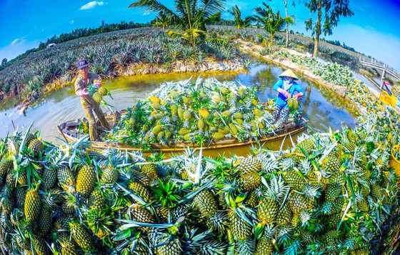 Vùng trồng thơm Cầu Đúc nằm ven kinh xáng Xà No đang trở thành điểm du lịch hấp dẫn của Hậu Giang