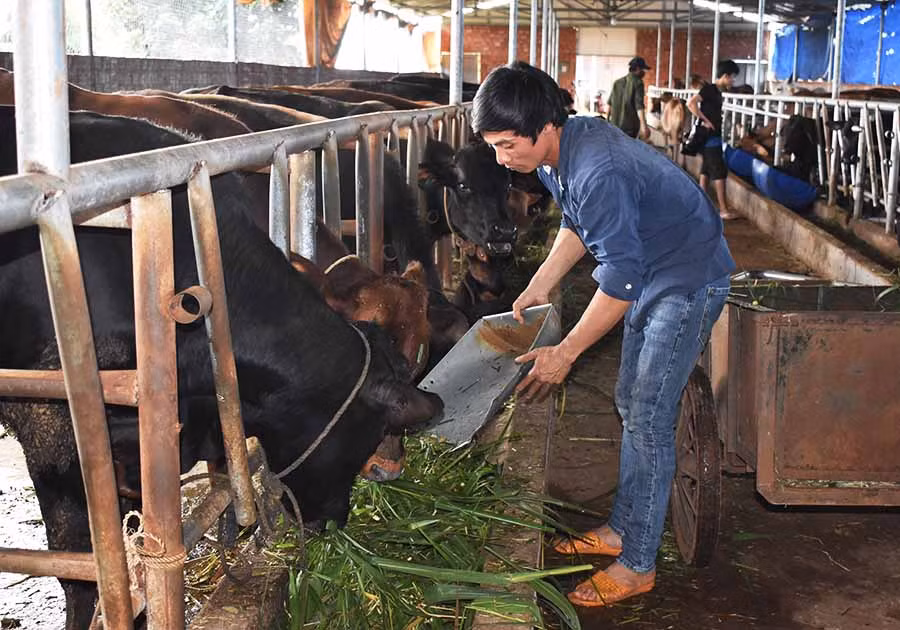  Anh Trần Văn Huỳnh chăm sóc đàn bò. Ảnh: P.T