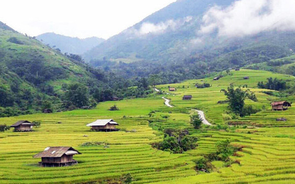 Cánh đồng Nậm Hò mùa lúa chín.