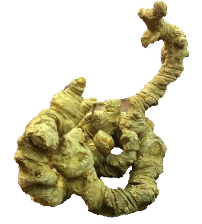  Gặp củ sâm Ngọc Linh như thế này dân chơi sâm hoặc đại gia không ngại xuống tiền tỉ để sở hữu - Ảnh: Quang Viên