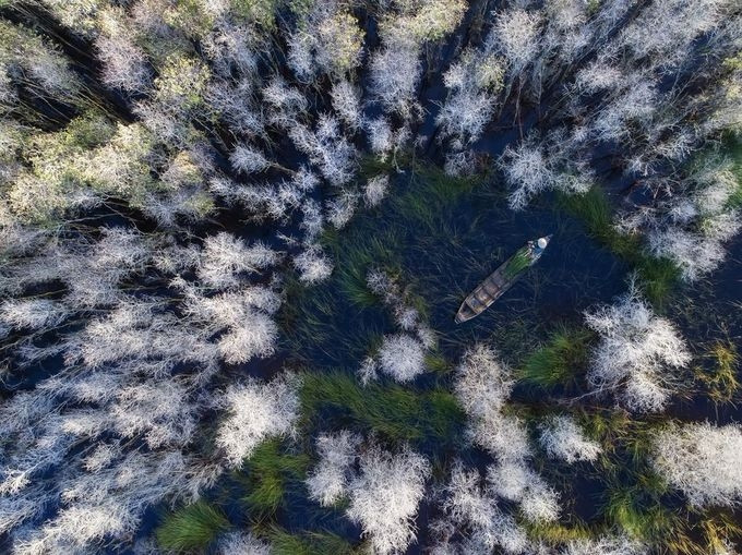 Bức ảnh “Giữa rừng tràm” chụp người phụ nữ ngồi thuyền hái năng tại Đồng Tháp mùa nước nổi. Tác phẩm được chọn đăng hôm 14/9/2018 trên mục Daily Dozen, nơi tổng hợp 12 bức ảnh đẹp nhất trong ngày của các thành viên thuộc cộng đồng NatGeo Yourshot.