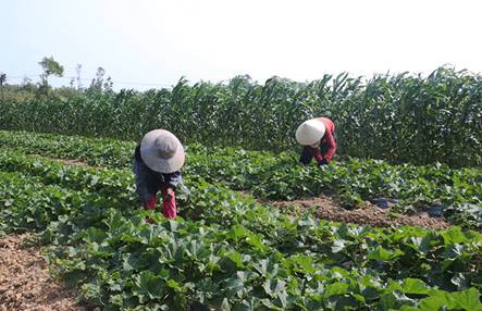 Phát động phong trào phụ nữ thi đua sản xuất giỏi (ảnh internet)