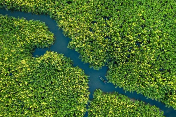 Một ngư dân chèo thuyền giữa rừng dừa nước Bảy Mẫu, Hội An. Khu rừng nằm cách phố cổ Hội An khoảng 3 km, xuôi theo dòng sông Hoài.