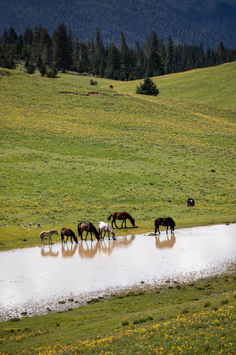 Đàn ngựa thong dong uống nước. Chúng thường theo đàn tụ về vùng đồng cỏ này mỗi mùa Hè.