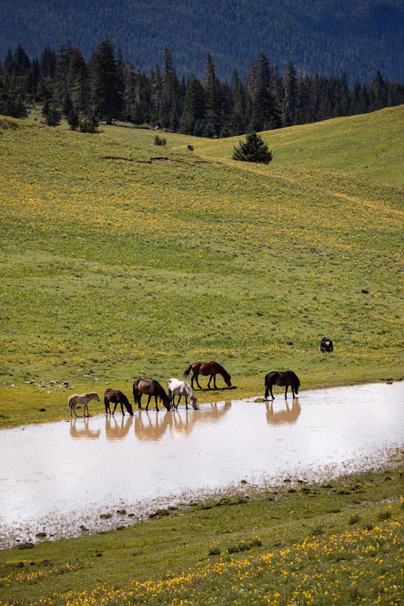 Đàn ngựa thong dong uống nước. Chúng thường theo đàn tụ về vùng đồng cỏ này mỗi mùa Hè.
