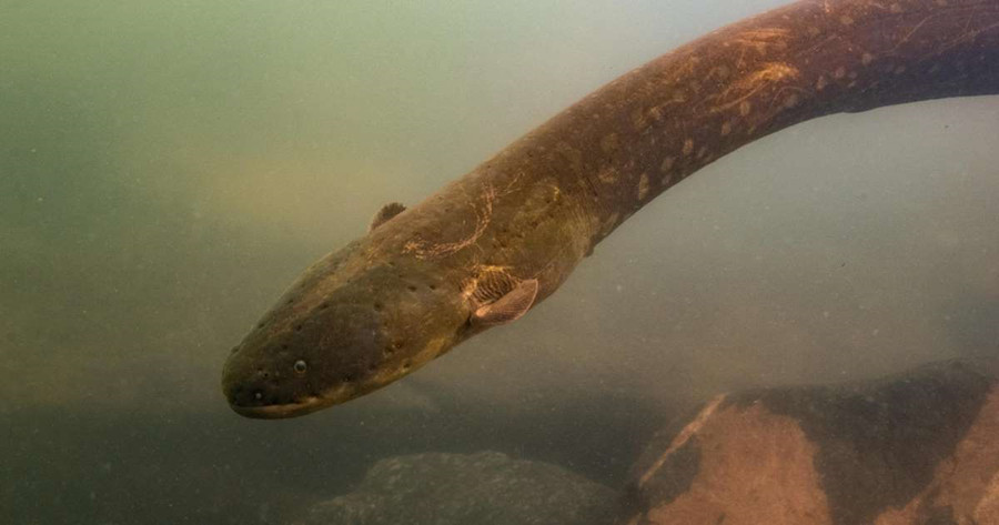 Loài lươn điện mới có tên Electrophorus voltai có thể phát ra luồng điện lên tới 860 volt. Ảnh: AFP.