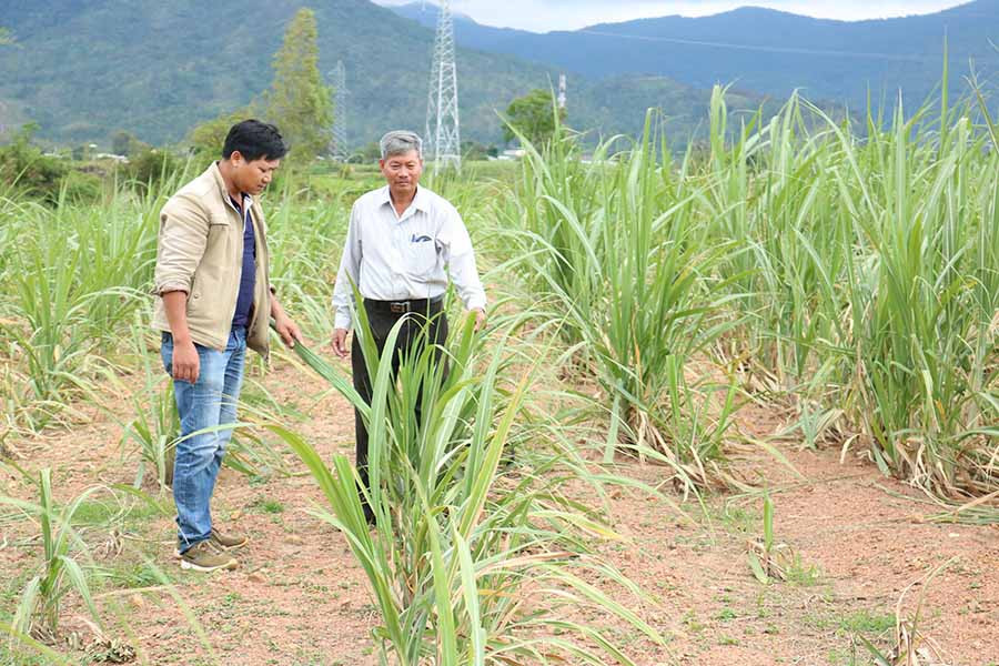 Hàng ngàn ha mía bị kiệt sức, lá ngả sang màu vàng vì nắng hạn. Ảnh: Ngọc Sang