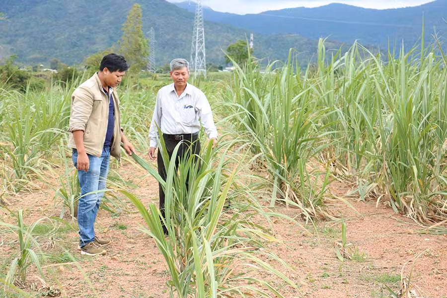 Hàng ngàn ha mía bị kiệt sức, lá ngả sang màu vàng vì nắng hạn. Ảnh: Ngọc Sang