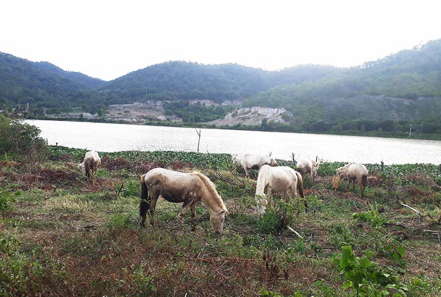  Khung cảnh bình yên, thơ mộng ở Thung lũng Hồng. Ảnh: N.T