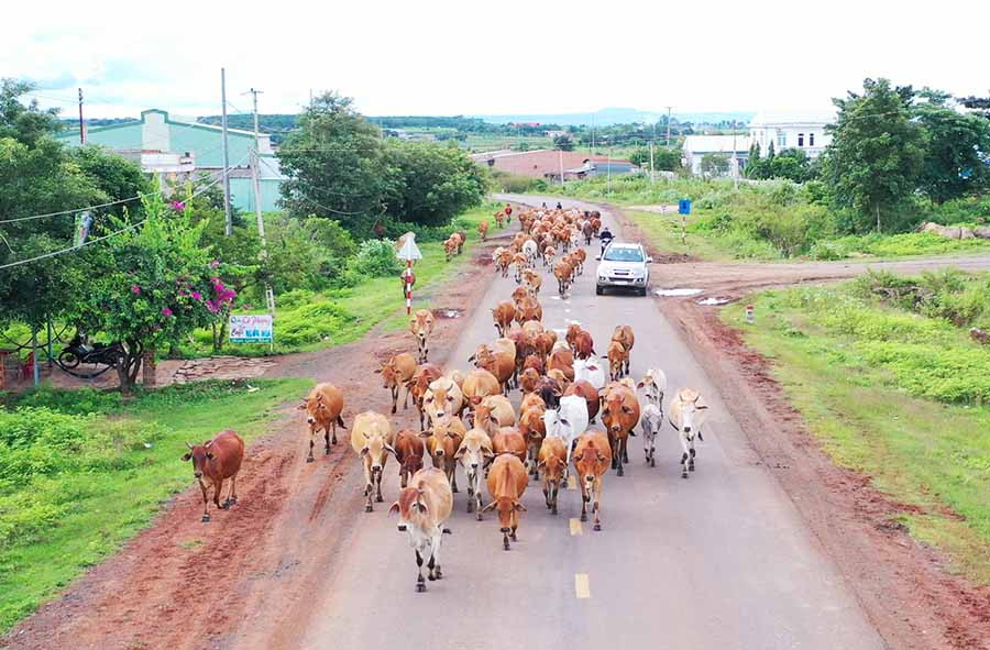 Đàn bò no cỏ trên đường về chuồng sau một ngày rong ruổi cùng đám trẻ mục đồng nơi thảo nguyên xa. Ảnh: Minh Nguyễn