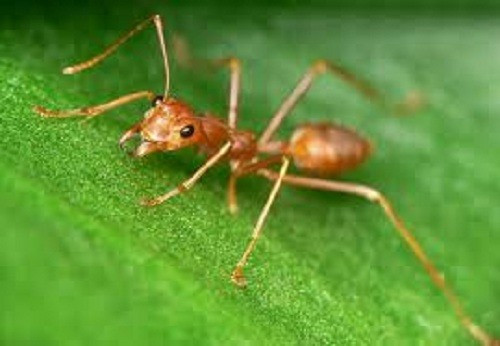  Kiến vàng sẽ sản sinh ra trứng được xem là món ăn độc đáo nhất ở Tây Nguyên.