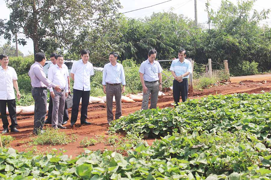 Tham quan mô hình trồng khoai lang Nhật Bản xen canh trong vườn cao su tái canh của Công ty TNHH một thành viên Cao su Chư Sê. Ảnh: N.D