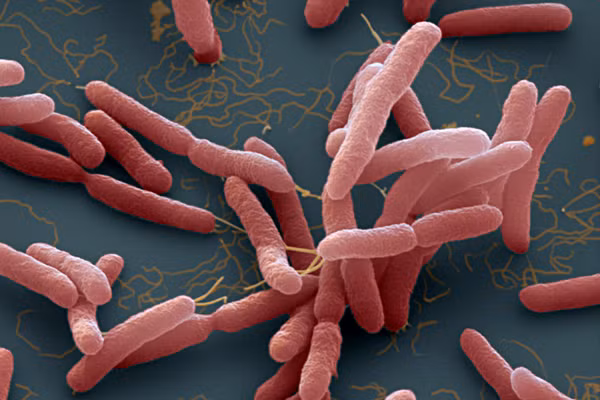 Hình dạng của vi khuẩn B. pseudomallei