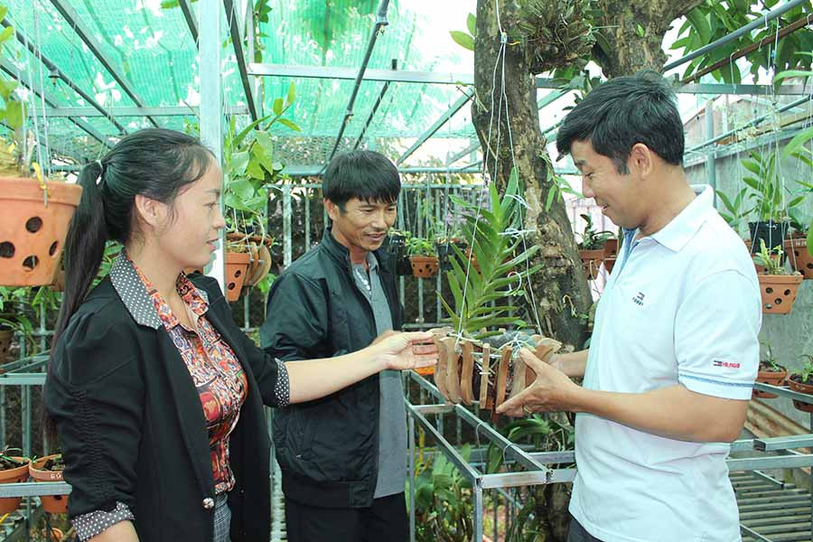  Bà Nguyễn Thị Mỹ Hậu-Chủ tịch Hội nông dân thị trấn Phú Hòa (huyện Chư Pah)thăm tổ nghề nghiệp chăm sóc hoa phong lan tại thôn 4. Ảnh: B.L