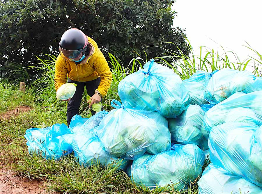 Khi tham gia Nông hội rau, hoa Trà Đa, người dân sẽ tránh được tình trạng bị thương lái ép giá. Ảnh: Hồng Thi