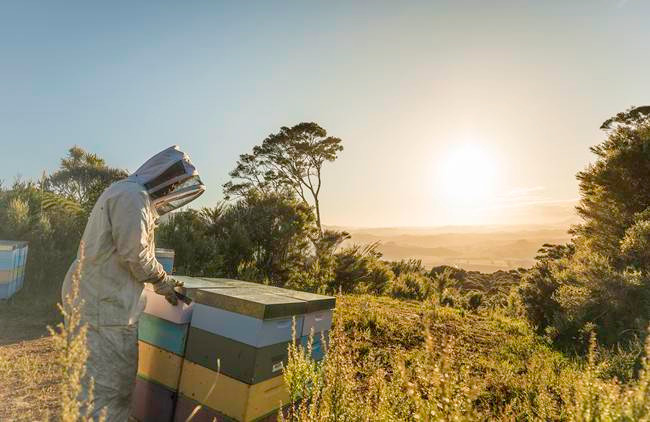 Mức giá bán của mật ong quý hiếm này là 99 USD/100g (~2,3 triệu đồng). Theo tờ Stuff, một lọ 250g mật ong này có giá 2.800 USD (~65 triệu đồng). Mức giá bán của mật ong quý hiếm này là 99 USD/100g (~2,3 triệu đồng). Theo tờ Stuff, một lọ 250g mật ong này có giá 2.800 USD (~65 triệu đồng).