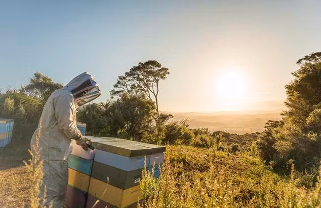  Mức giá bán của mật ong quý hiếm này là 99 USD/100g (~2,3 triệu đồng). Theo tờ Stuff, một lọ 250g mật ong này có giá 2.800 USD (~65 triệu đồng). 