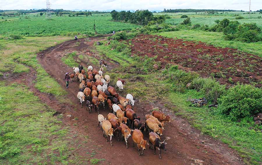  Mỗi sáng mục đồng phải lùa đàn bò đến điểm chăn thả cách xa khoảng 6-10 km, chiều lại lùa về. Ảnh: M.N