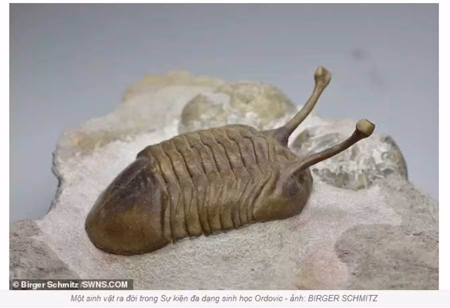 Một sinh vật ra đời trong Sự kiện đa dạng sinh học Ordovic - ảnh: BIRGER SCHMITZ