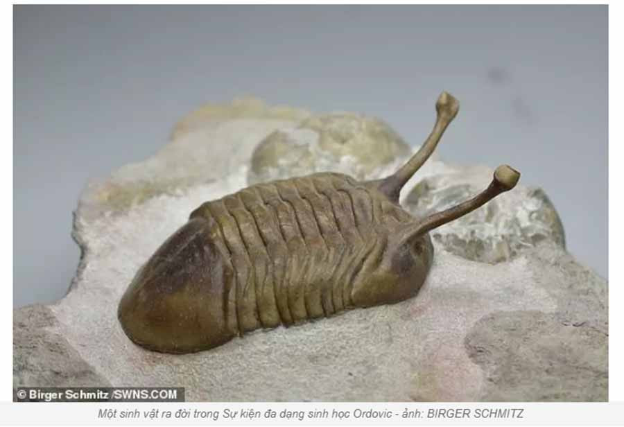 Một sinh vật ra đời trong Sự kiện đa dạng sinh học Ordovic - ảnh: BIRGER SCHMITZ