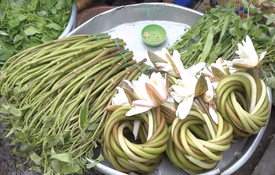 Bông súng trắng - sản vật mùa lũ