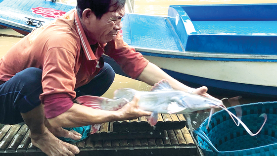 Ông Ba Nưng (xã Thường Thới Tiền, Hồng Ngự, Đồng Tháp) bắt được con cá Lăng Nha nặng gần 3kg