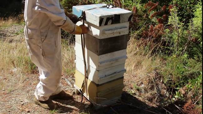 Nhờ tính kháng viêm, kháng khuẩn, nó được sử dụng làm nguyên liệu trong các sản phẩm chăm sóc làn da Nhờ tính kháng viêm, kháng khuẩn, nó được sử dụng làm nguyên liệu trong các sản phẩm chăm sóc làn da