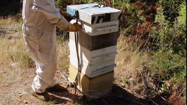 Nhờ tính kháng viêm, kháng khuẩn, nó được sử dụng làm nguyên liệu trong các sản phẩm chăm sóc làn da