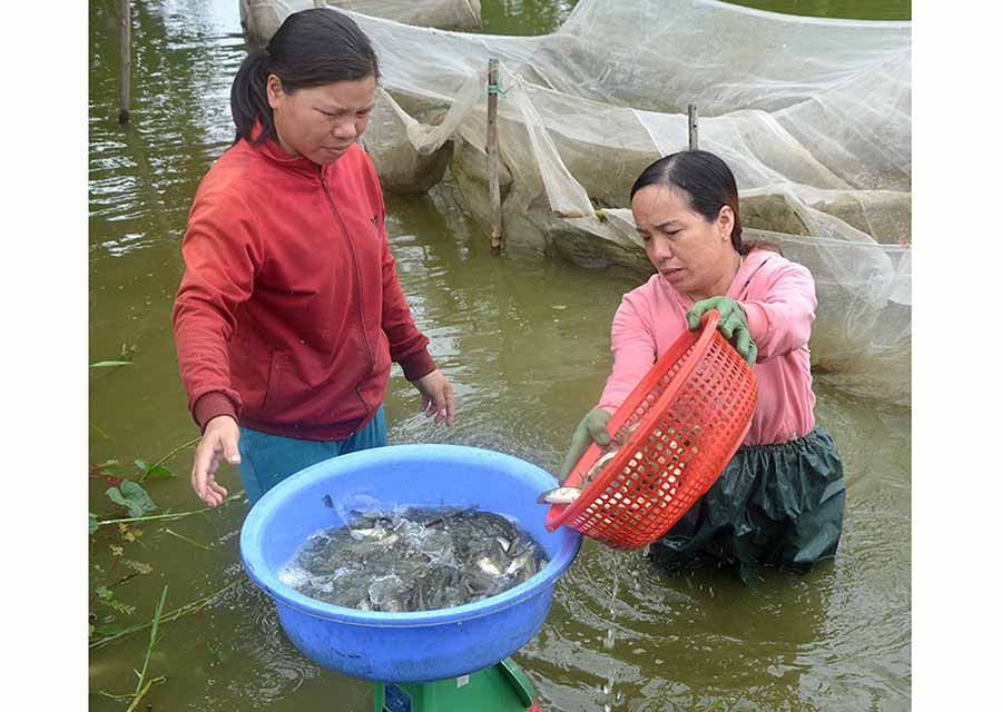 Nghề nuôi cá đã giúp nhiều nông dân ở huyện Phú Thiện có thu nhập gấp 10 lần trồng lúa. Ảnh: Đ.P  Nghề nuôi cá đã giúp nhiều nông dân ở huyện Phú Thiện có thu nhập gấp 10 lần trồng lúa. Ảnh: Đ.P