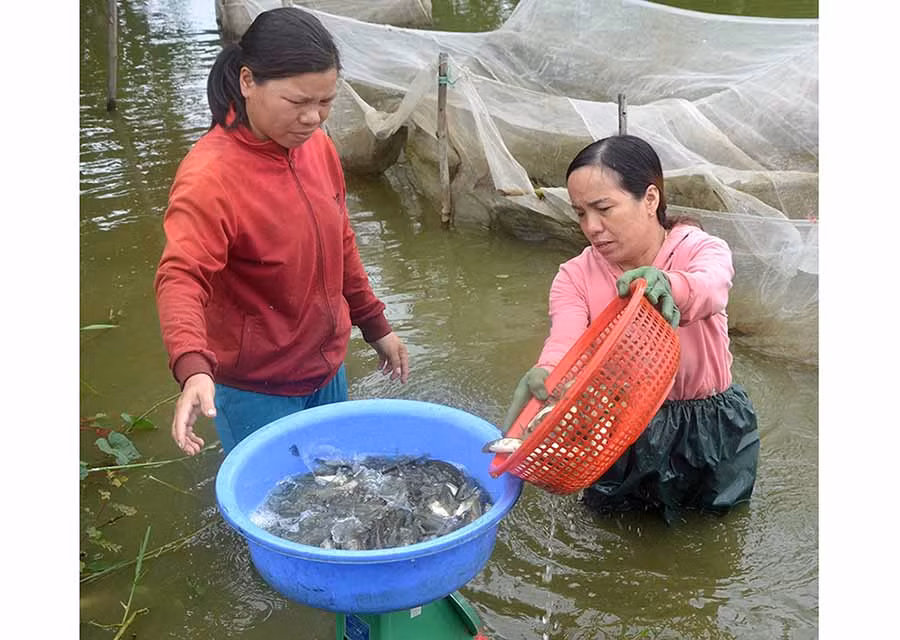  Nghề nuôi cá đã giúp nhiều nông dân ở huyện Phú Thiện có thu nhập gấp 10 lần trồng lúa. Ảnh: Đ.P
