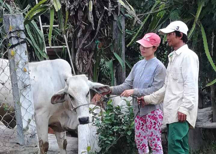 Gia đình chị Huỳnh Thị Mai Thi, thôn Tân phong nhận bò. Ảnh: Lan Anh