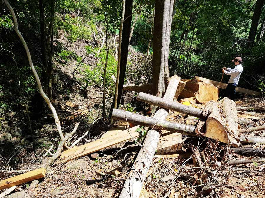 Hiện trường một vụ khai thác gỗ trái phép tại huyện Kbang (ảnh internet)