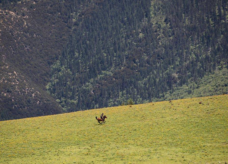 Một người đàn ông phi ngựa trên cánh đồng cỏ rực rỡ hoa vàng.