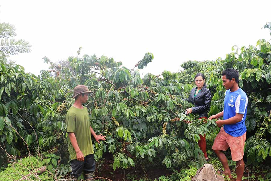 Nhờ chăm sóc tốt, vườn cà phê gây quỹ của làng Dơk Rơng luôn cho năng suất cao. Ảnh: H.T