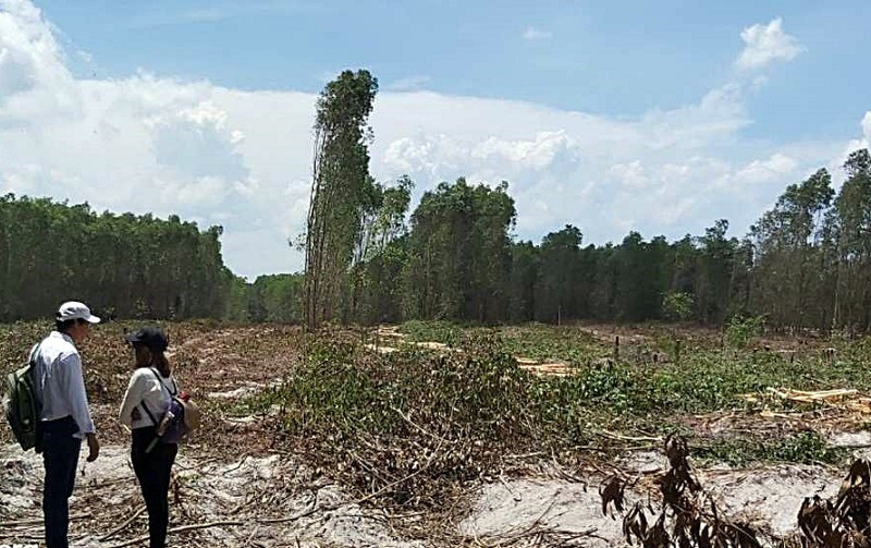 Dự án tại xã Thắng Hải của Alibaba thực chất chỉ là rừng tràm